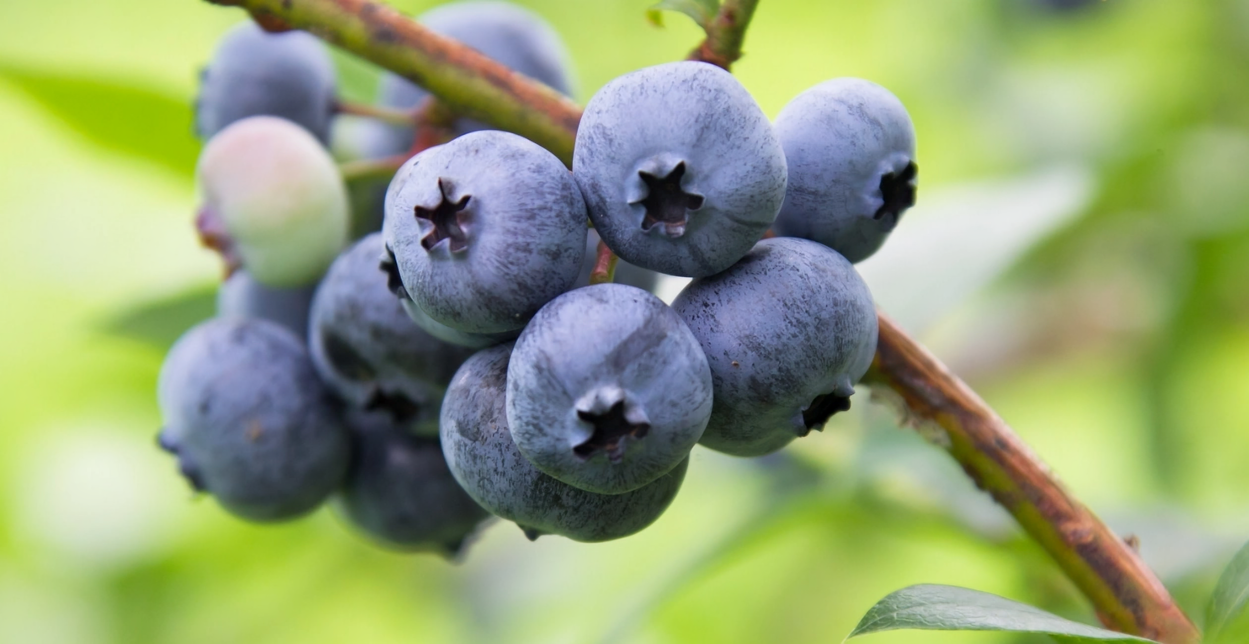 Japanese Blueberry