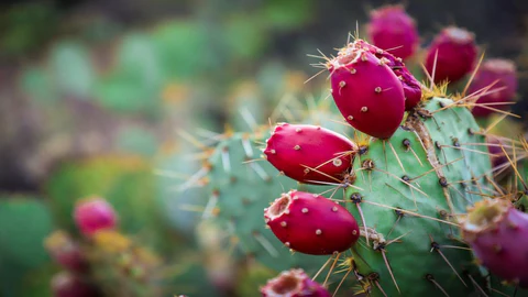 Prickly Pear Extract